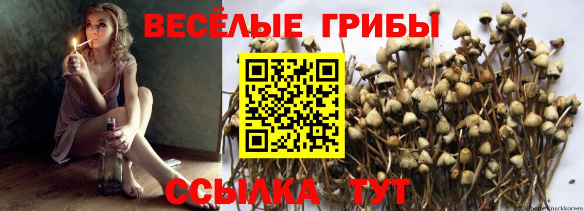 купить   Вход с VPN  Соль-Илецк  Псилоцибиновые грибы Magic Shrooms 